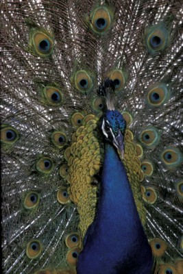 Peacock Poster Z1PH9830259