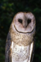 Owl hoodie #249023