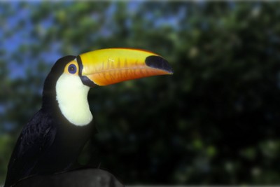Toucan posters