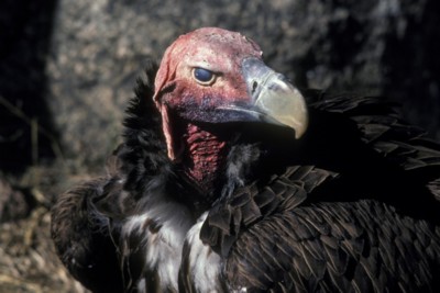 Vulture Poster Z1PH9830776