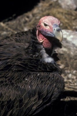 Vulture Poster Z1PH9830785