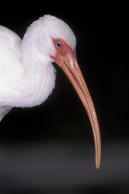 ibis Longsleeve T-shirt