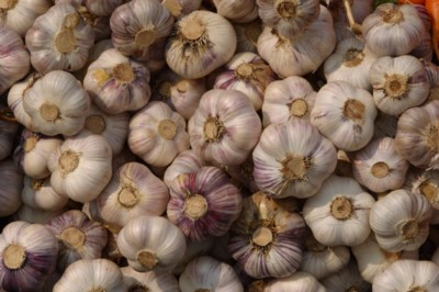 Garlic poster