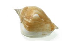 Seashell mug #Z1PH9946356