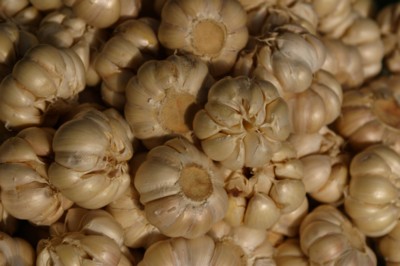 garlic Poster Z1PH9960962