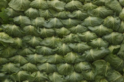 Cabbage poster