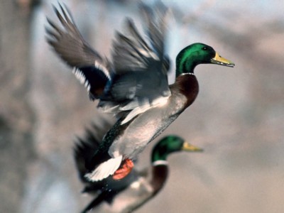 Waterfowl poster