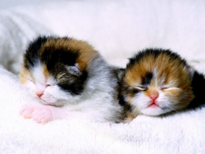 Kittens poster