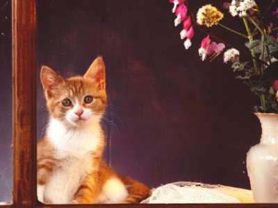 Kittens poster