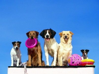 Medium Dogs calendar