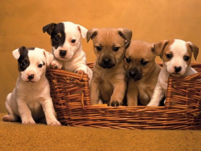 Terriers calendar