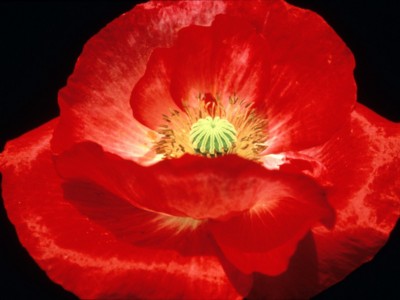Poppies poster