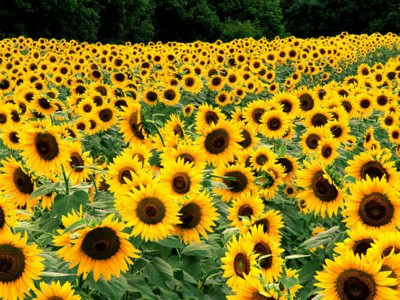 Sunflowers Longsleeve T-shirt