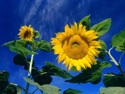 Sunflowers Poster Z1WS2506