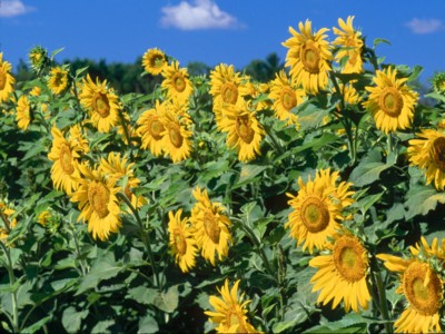 Sunflowers Poster Z1WS2508