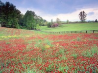 Wildflowers Mouse Pad Z1WS2550