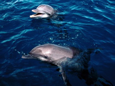Dolphins calendar
