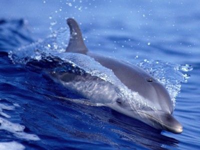 Dolphins calendar