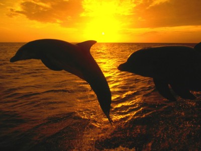 Dolphins Poster Z1WS3985