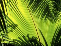 Tropical Paradise Poster Z1WS5713
